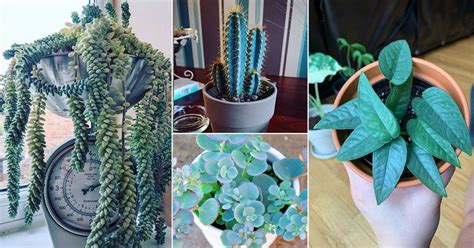 18 Indoor Plants With Blue Leaves Blue Foliage Houseplants
