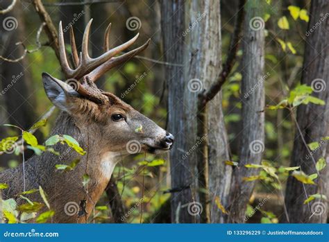Whitetail Deer Buck Side Profile In Forest Stock Image Image Of