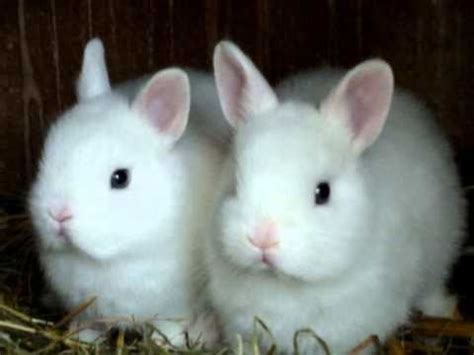 Buy the best and latest kaninchen baby on banggood.com offer the quality kaninchen baby on sale with worldwide free shipping. 4 Kaninchen Baby´s Bunny Baby´s - YouTube