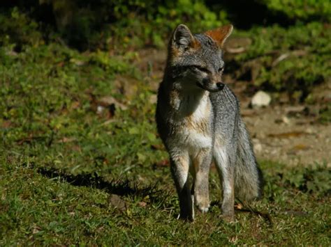 Gray Fox Facts Diet Habitat And Pictures On Animaliabio