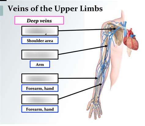 Deep Veins Of The Upper Limbs Diagram Quizlet