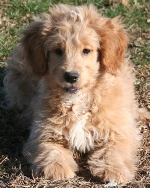 Today i am answering the most asked question i get about our mini golden doodle. F1 Mini Goldendoodle Puppies
