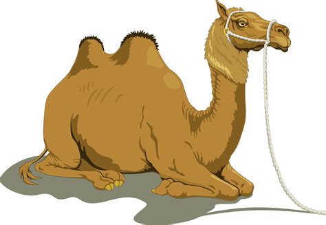 Camel Sitting Clipart Png Png Play