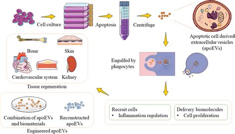 Apoptotic Cell Derived Micro Nanosized Extracellular Vesicles In Tissue