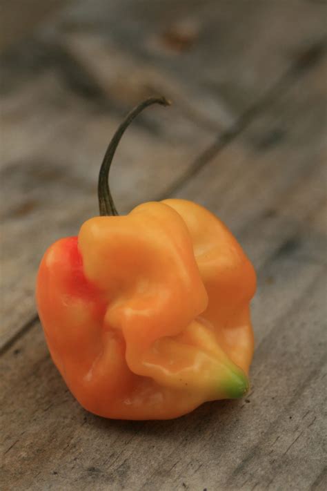 Steps To Growing The Perfect Scotch Bonnet Pepper Plant On The Gas