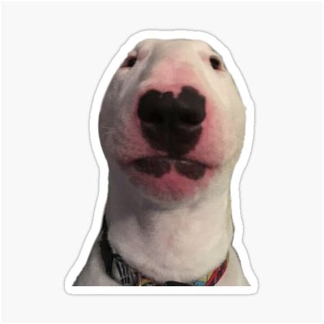 Staring Dog Meme Stickers Redbubble