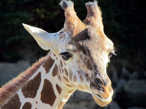 Captive Close Up Cute Ears Enclosure Eyes Face Giraffe Head