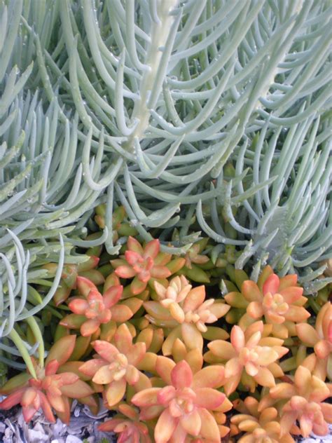Best Succulents For Florida Miss Smarty Plants
