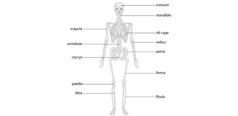 Skeletal System Quiz Multiple Choice Questions Trivia And Questions