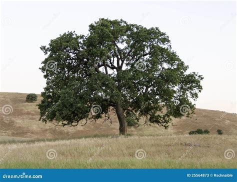 Lone Oak In A Golden Field Stock Image Image Of Creation 25564873