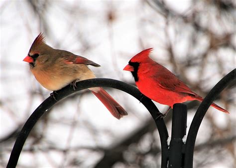 Male And Female Northern Cardinal