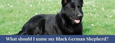 Best 10 Black German Shepherd Facts Characteristics Eyes Zoological