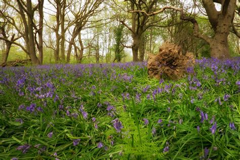 Where To See Wild Bluebells In Norfolk England Yesihaveablog