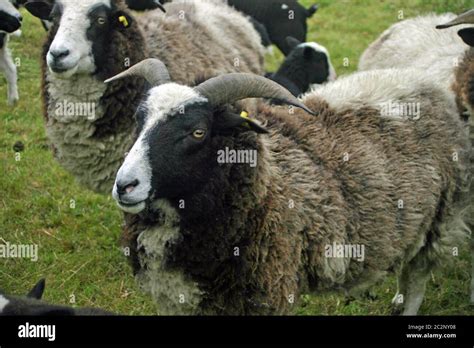 Rare Breed Sheep With Horns And A Black White And Brown Thick Coat
