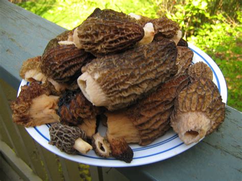 Morels Cooking Morels Stuffed Mushrooms