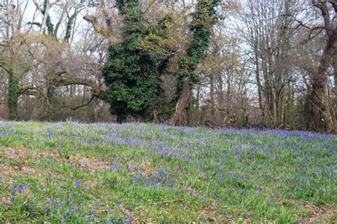 A Bluebell Wood In Dorset Silent Earth