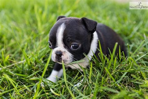 57 Tiny Boston Terrier For Sale Image Bleumoonproductions