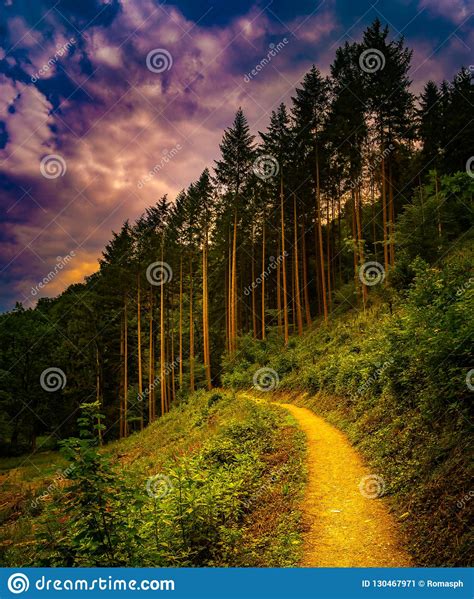 Hiking Path And Sunset In Beautiful Woods Panoramic View Inspirational