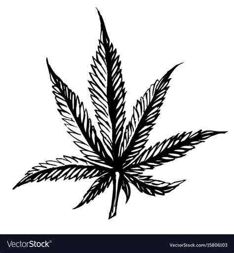 Cannabis Leaves Sketch Hand Drawn Isolated On Vector Image