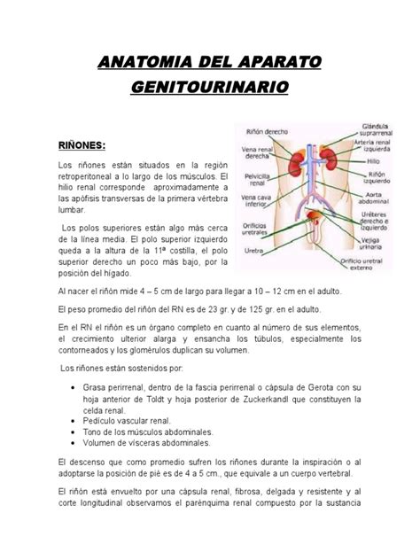 Anatomia Del Aparato Genitourinario Sonia Place Pdf Riñón