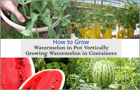 We did not find results for: How to Grow Watermelon in Containers | Growing Watermelon ...