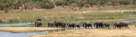 African Elephants Crossing Single File The Sabi River In Kruger