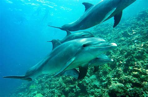 For example, mackerel and herring have a lot of fat, while the squid has little fat, so dolphins need to eat more squid to replenish their energy, than herring. Dolphins Diet - SeaLife.gifts