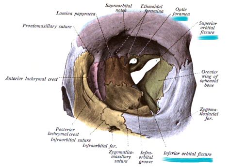 Eye Anatomy Blood Supply Orbit Extraocular Muscles Geeky Medics