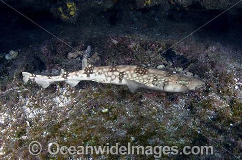 White Saddled Catshark Photo Image