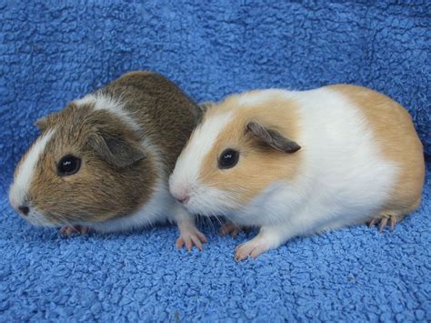 Guinea pigs have been used as biological experiments since the 17th century. Mixed coloured baby guinea pigs | Marlborough, Wiltshire ...