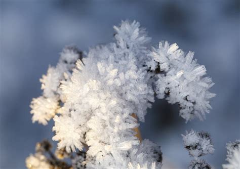 Closeup Of Ice Crystal On Top Of A Plant Stock Image Image Of Flora