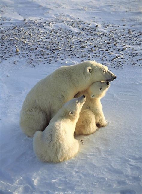 Two Polar Bears Are Playing In The Snow