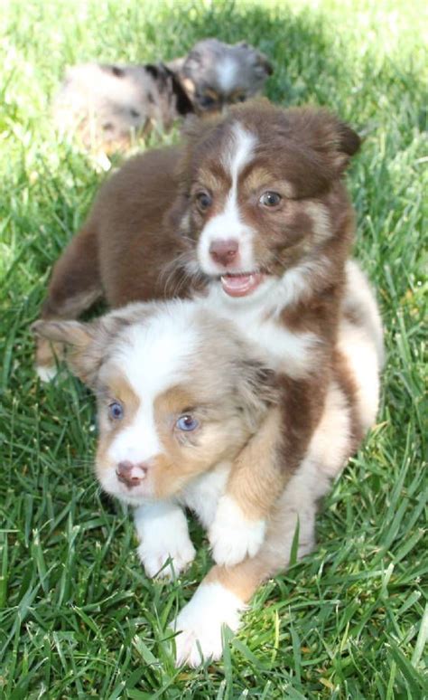Pin On Red Merle Toy Aussie Puppies In Co Pa Ri Sc Sd Tn Tx Ut