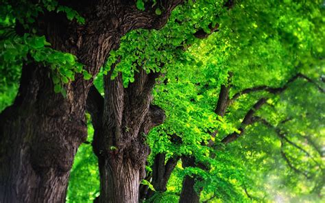 Tree Backgrounds Image Wallpaper Cave