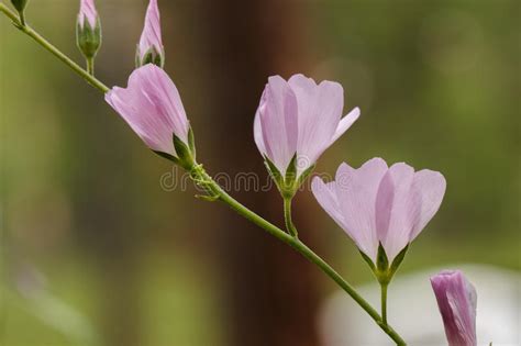 Pink Spring Checkerbloom Wildflowers Stock Photo Image Of Nature