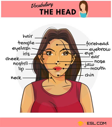 The Parts Of Face Anatomy