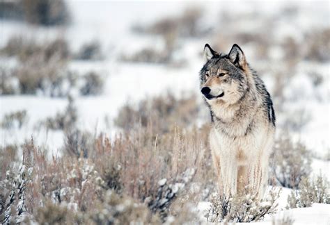 Gray Wolf Sam Parks Wildearth Guardians Us Renew News