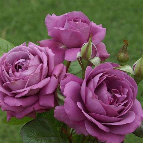 Plum Perfect Sunbelt Shrub Rose Beautiful Rose Flowers Shrub
