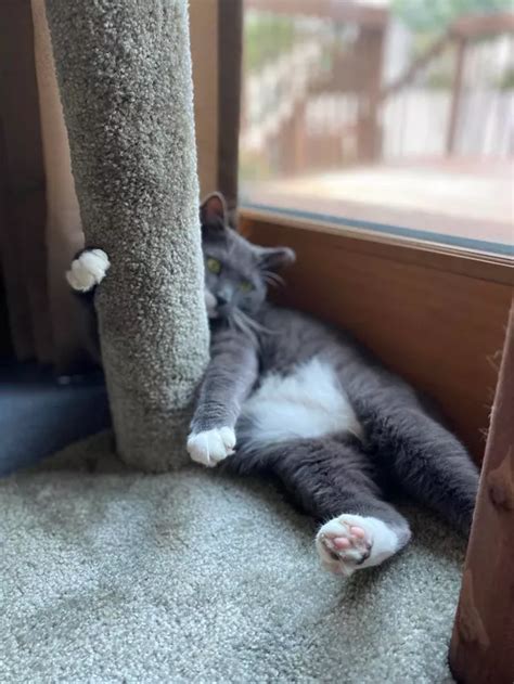 15 Of The Laziest Cats The World Has Ever Seen Cuteness Lazy Cat