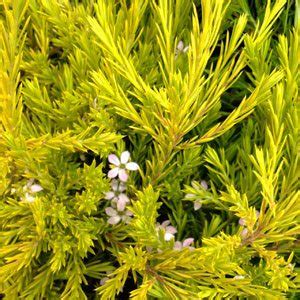 Dwarf breath of heaven plant. Golden Diosma - Coleonema pulchrum 'Aurea' | Nurseries Online