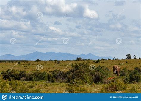 Elephant Strolling In The Field Stock Photo Image Of Elephants Bush