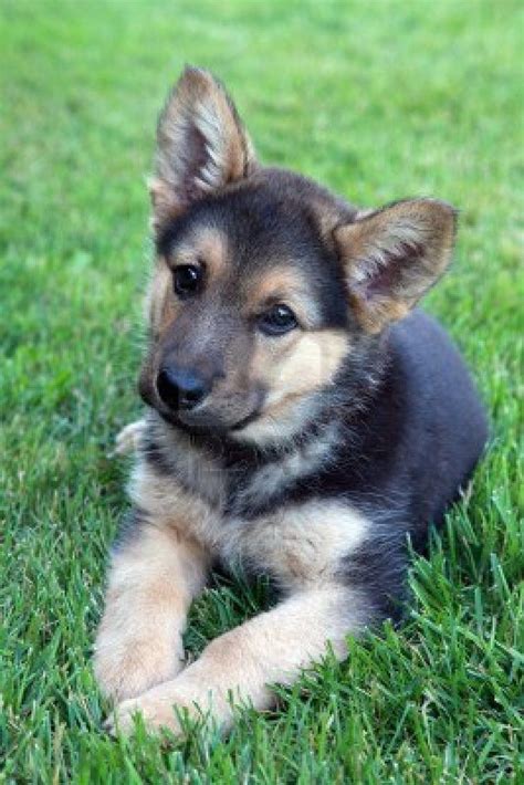 German Shepherd Puppy Cute Puppies Dogs And Puppies Cute Dogs