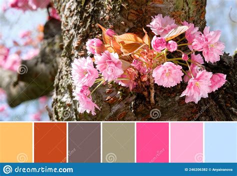 Spring Color Matching Palette Pink Sakura Flowers Cherry Blossoms