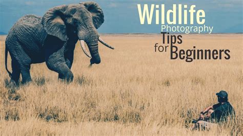 Wildlife Photography Tips For Beginners Youtube