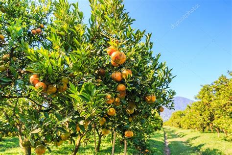 Orange Trees In Farm — Stock Photo © Deerphoto 64722995