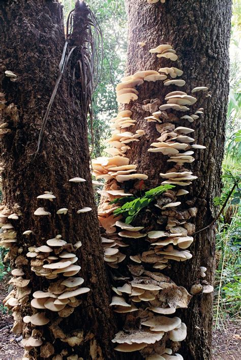 White Oyster Mushroom Growing On Cabbage Tree Tree Mushrooms Wild