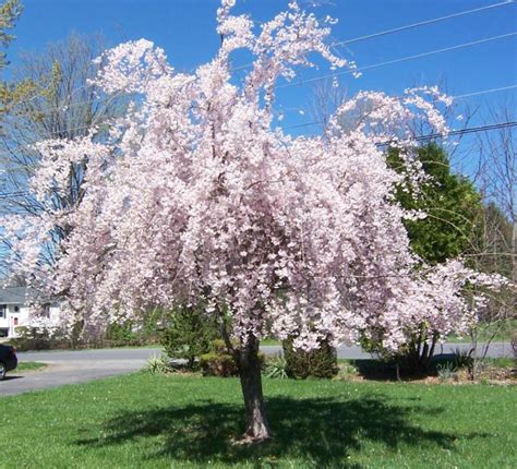 Kennendialogue Flowering Trees Tennessee Pictures Flowering Trees