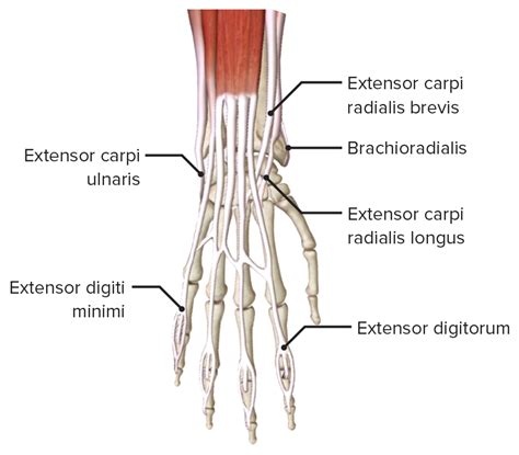 Forearm Anatomy Concise Medical Knowledge