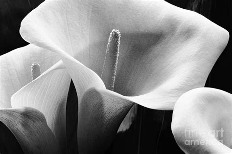 Calla Lilies Photograph By William Waterfall Printscapes Fine Art America