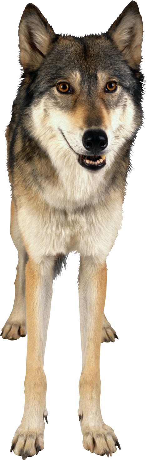 Wolf Images Png Wolf Png In This Page You Can Download Free Png Images
